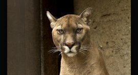 puma1.jpg