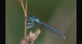 sidelko-3.jpg