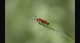 sidelko-5.jpg